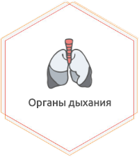 Лечение заболеваний верхних дыхательных путей