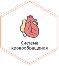 Заболевания сердечно-сосудистой системы